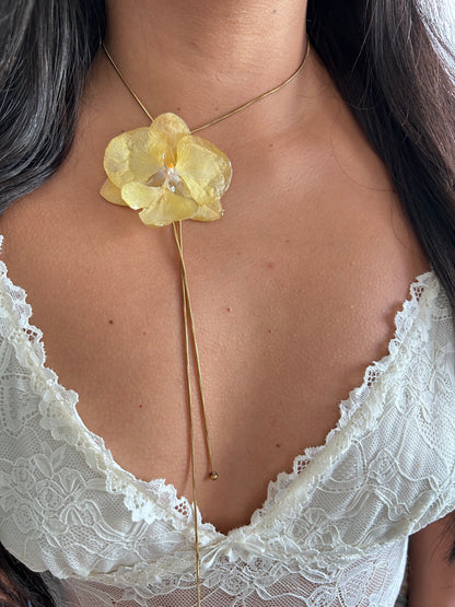Phalaenopsis Yellow