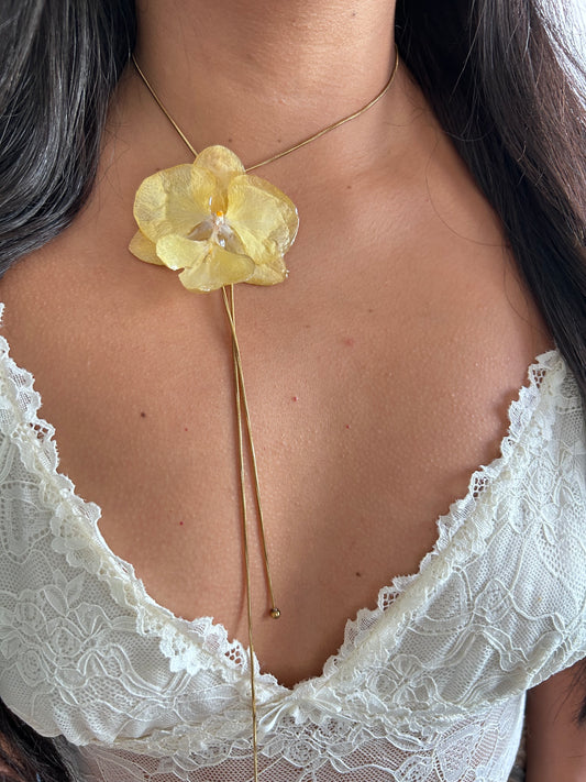 Phalaenopsis Yellow