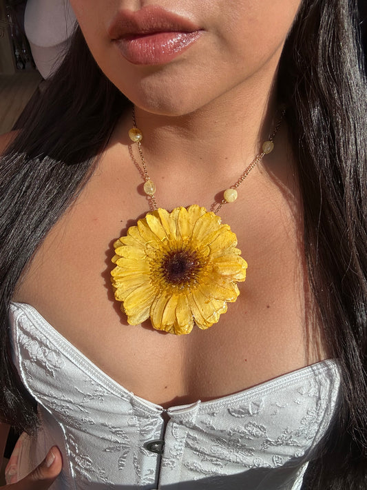Margarita africana yellow