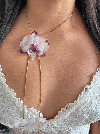 Orchid bicolor