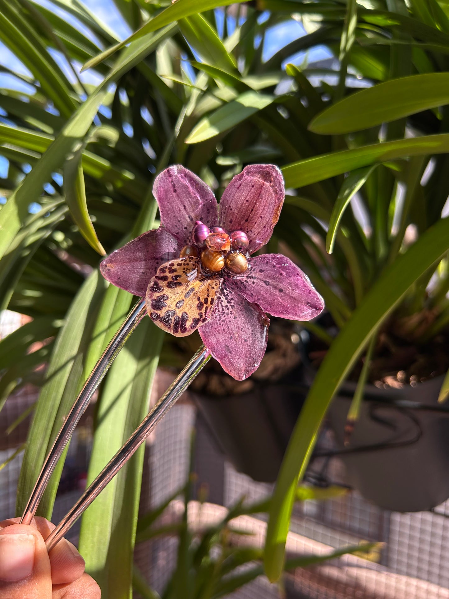 Pinza cymbidium