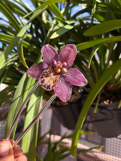 Pinza cymbidium