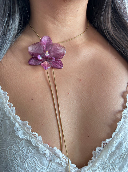 Phalaenopsis Malva