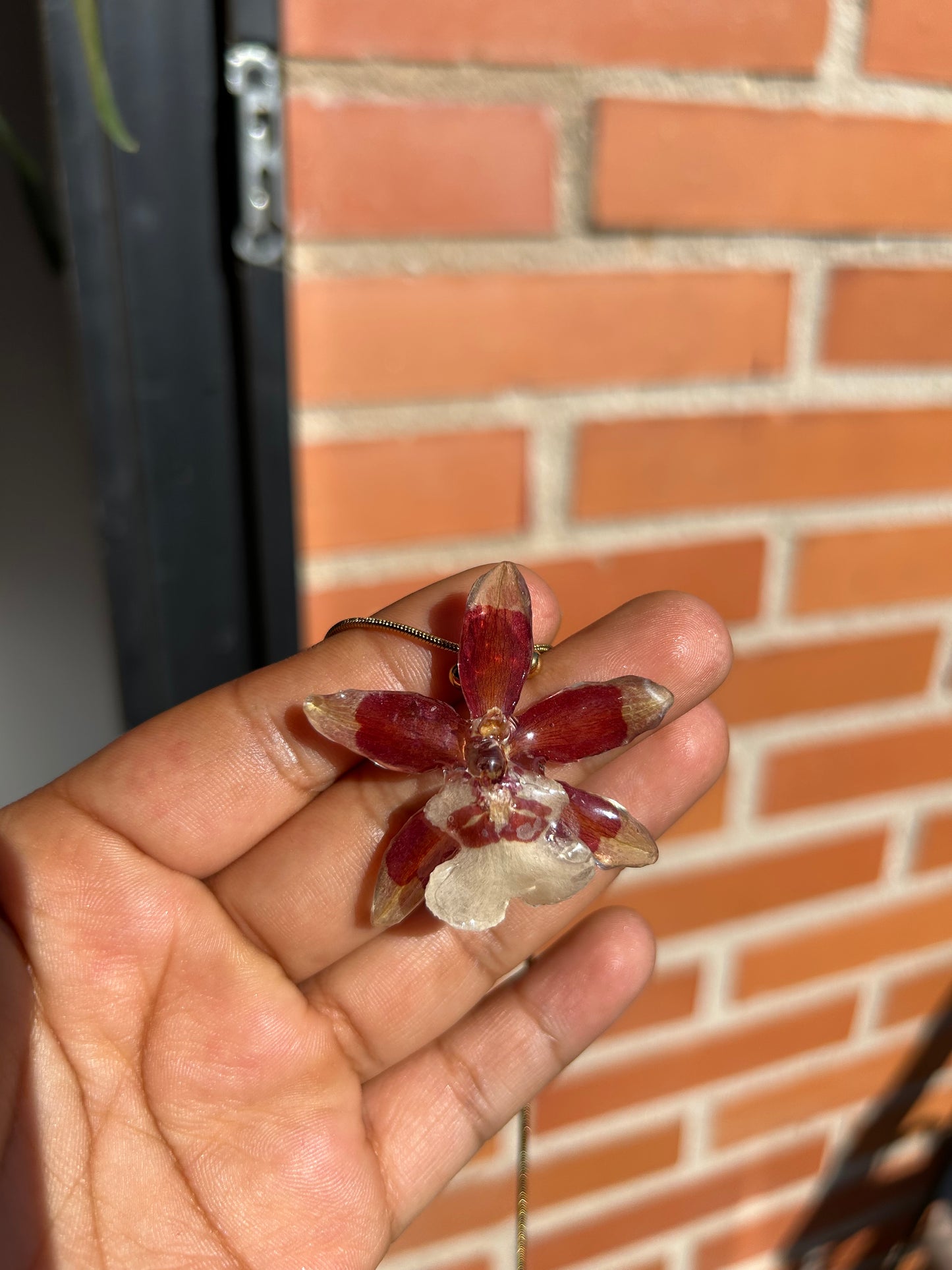 Exotic mini orchid