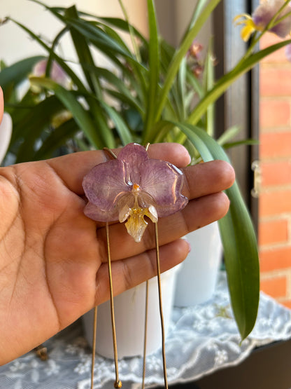 Phalaenopsis dulce lila