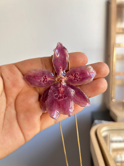 Orchid Beallara pink