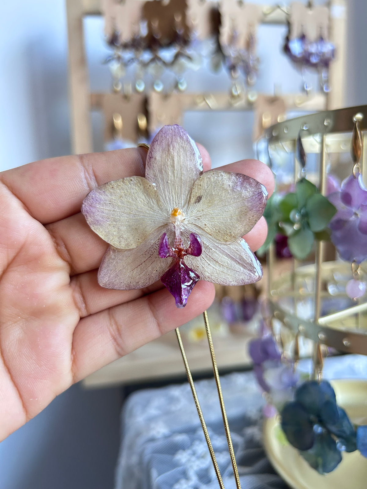 Phalaenopsis Papagayo