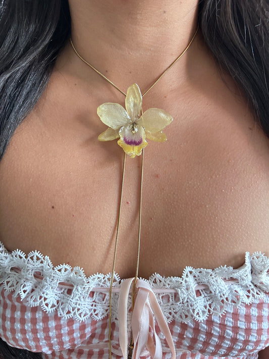 Cattleya mini