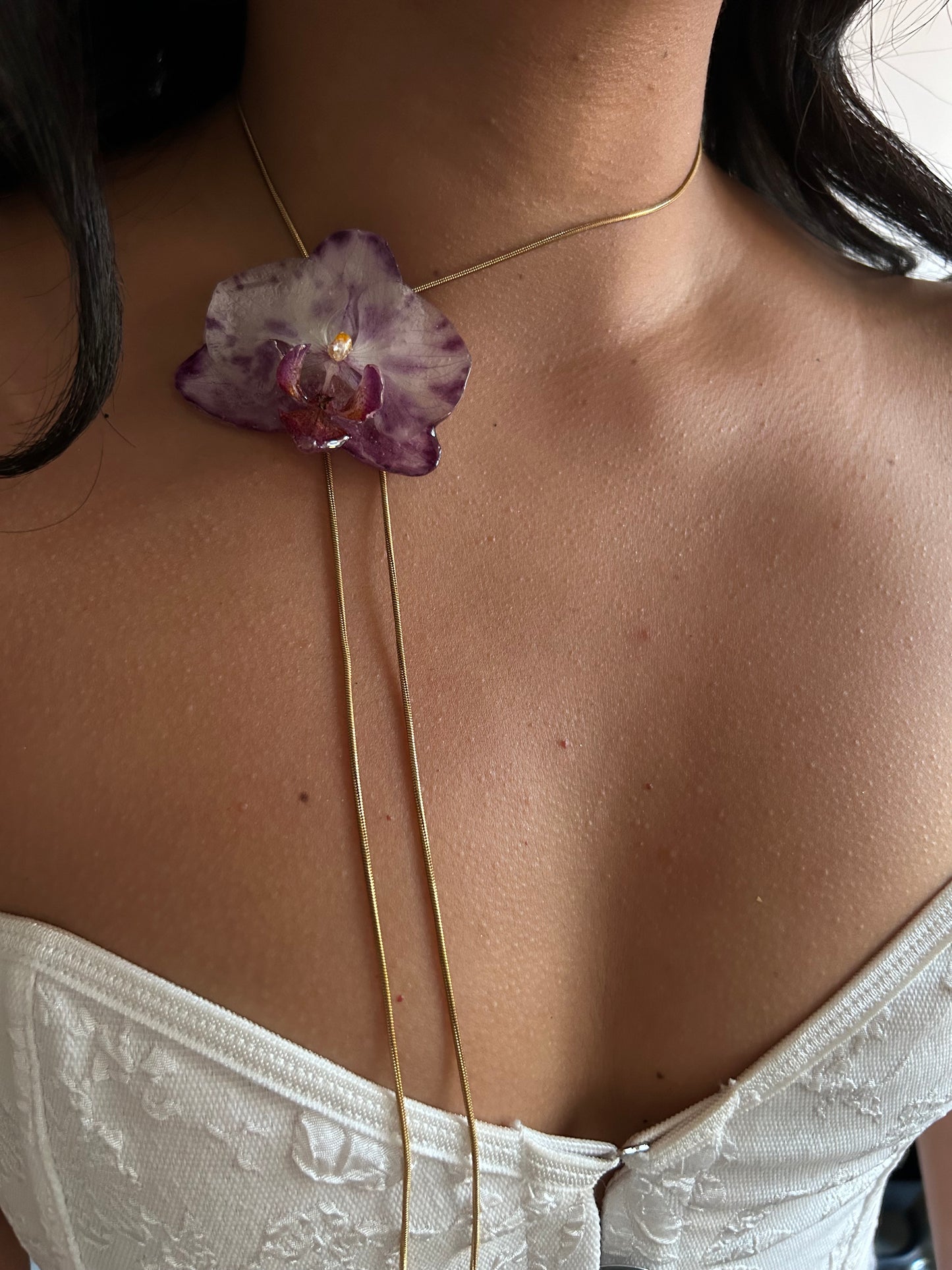 Phalaenopsis moteada