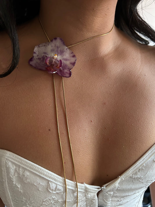 Phalaenopsis moteada