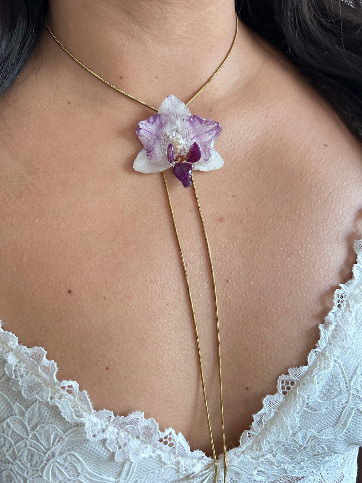 Phalaenopsis mini bicolor