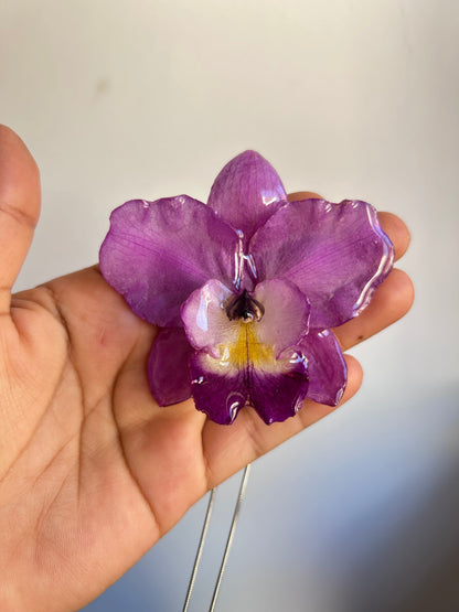 Cattleya de colección