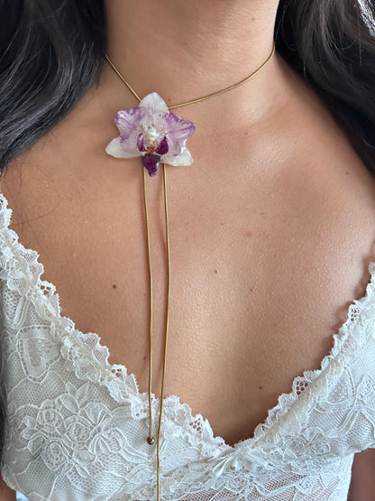 Phalaenopsis mini bicolor
