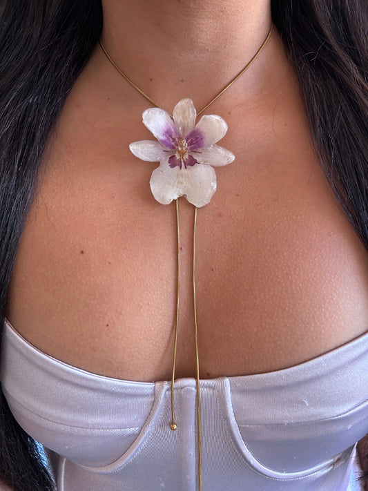 Orchid Miltionopsis white