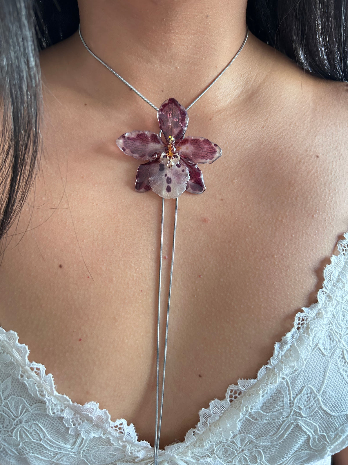 Exotic orchid Cambria