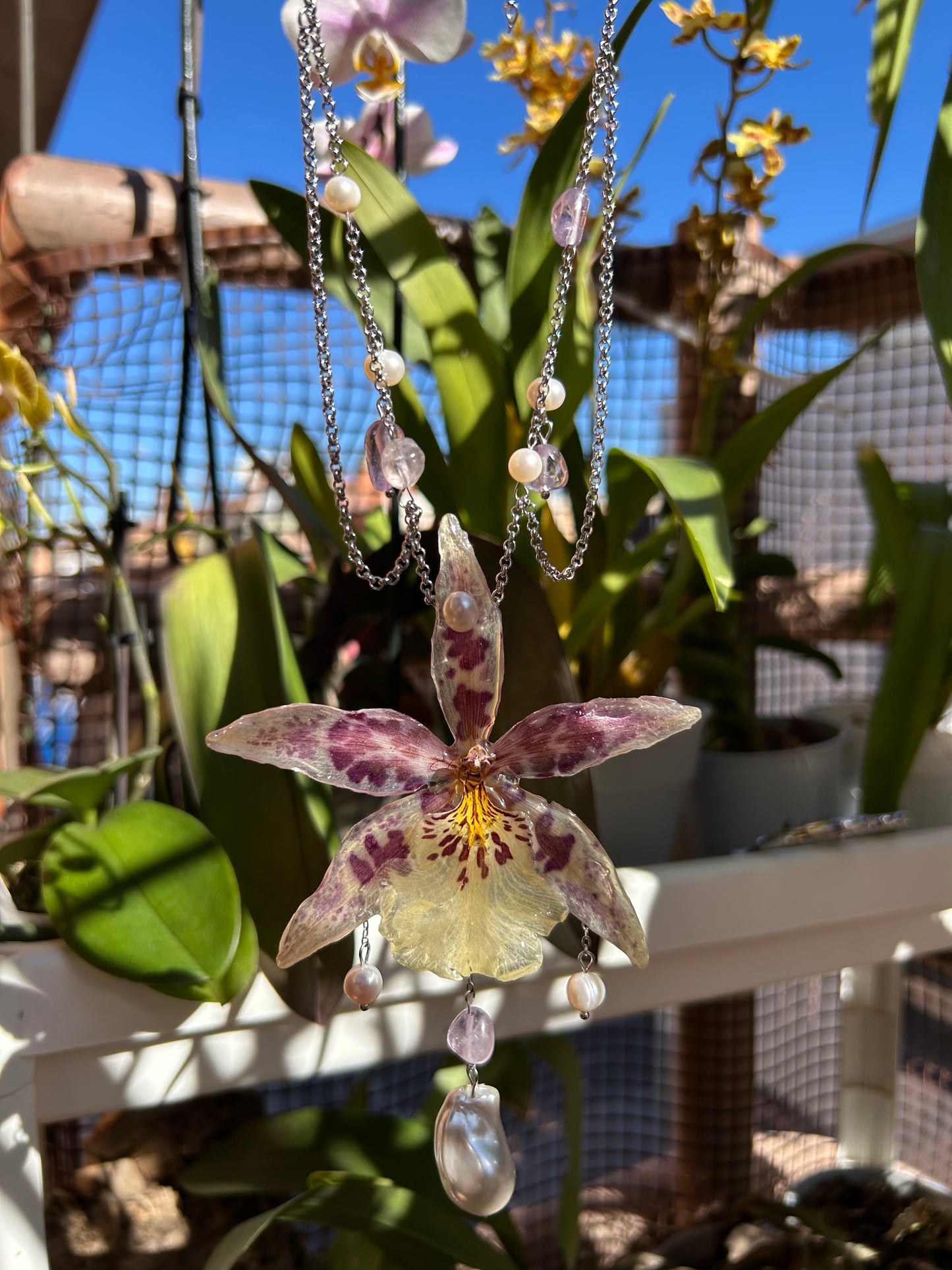 Beallara Celestial