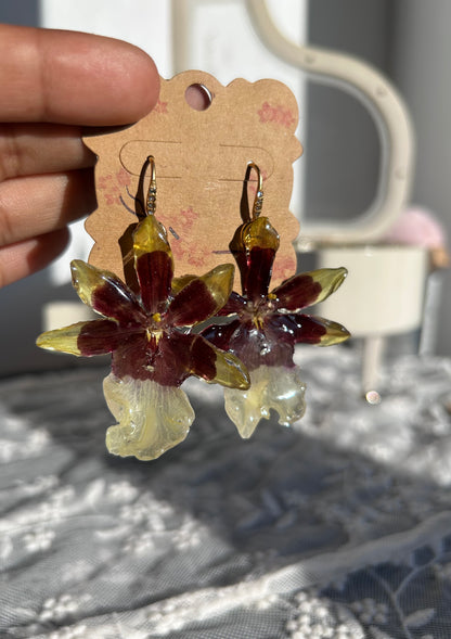 Exotic orchid cambria