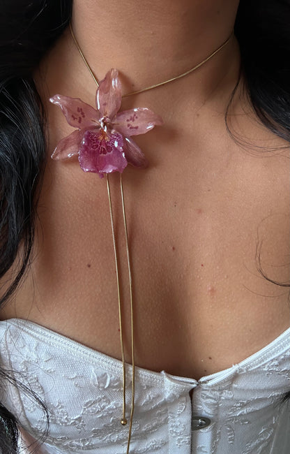 Orchid Beallara pink