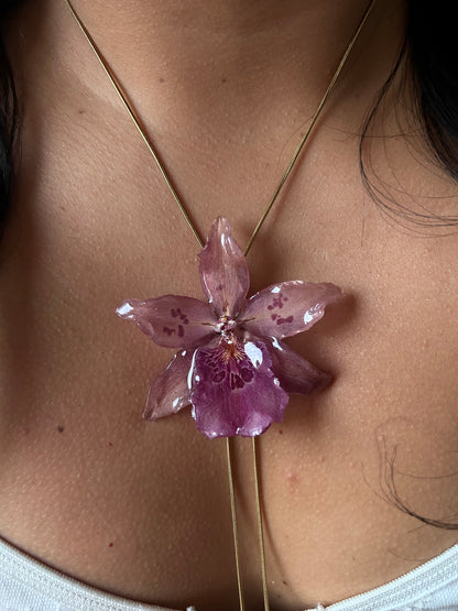 Orchid Beallara pink