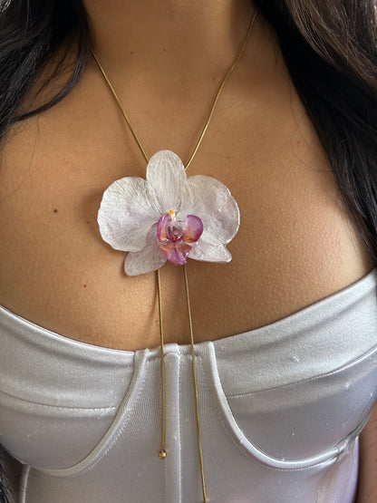 White  phalaenopsis orchid