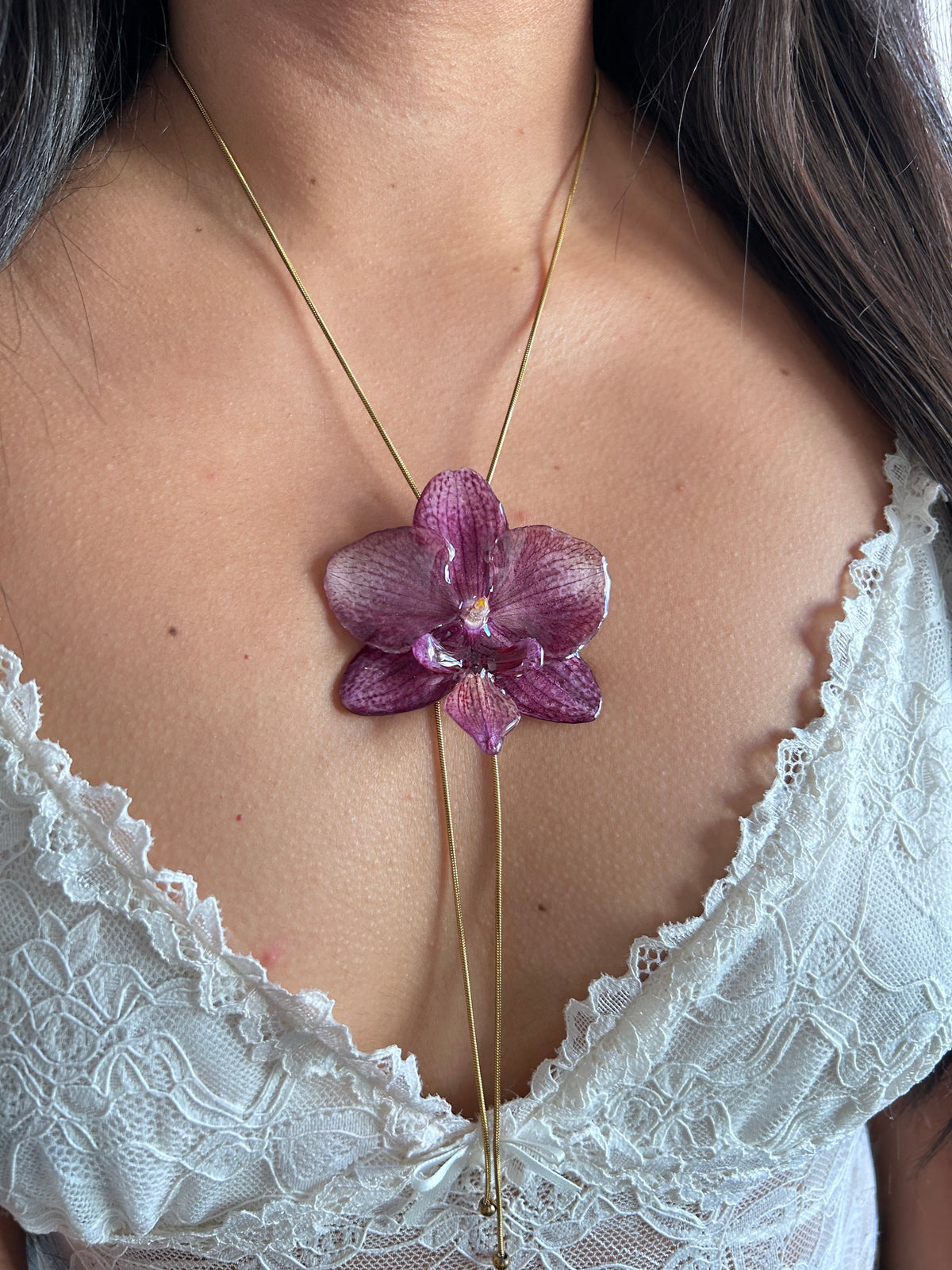 Phalaenopsis Malva