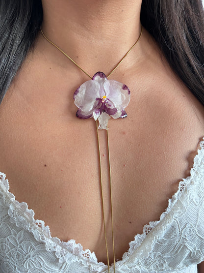 Orchid bicolor