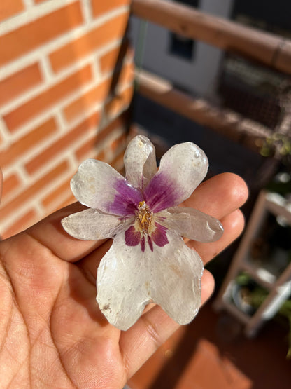 White miltonia orchid