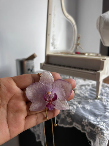 Phalaenopsis Kolibri