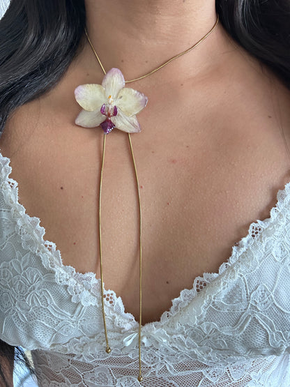 Phalaenopsis Papagayo