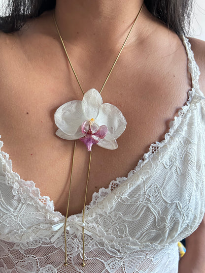 Grand Phalaenopsis white