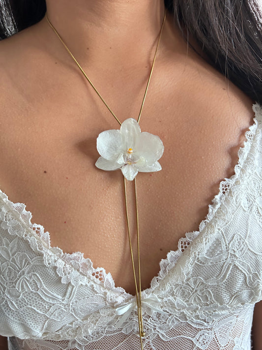 Phalaenopsis white medium