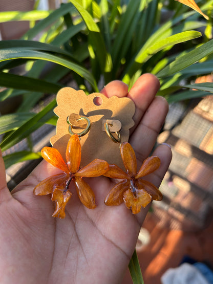 Epidendrum Orange