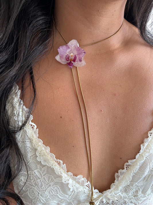 Phalaenopsis mini