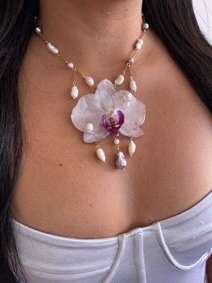 Phalaenopsis 'Rain of Pearls'