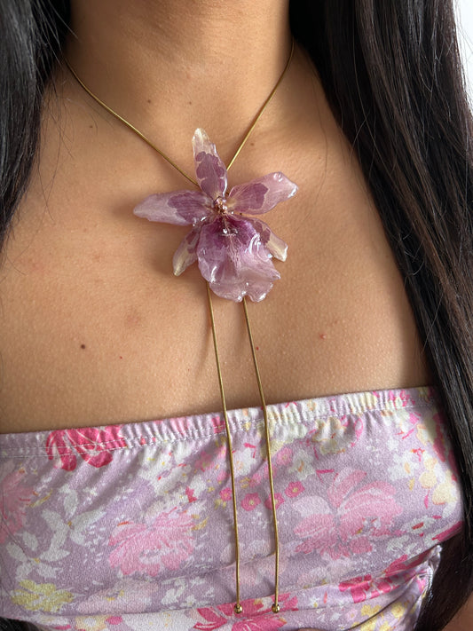 Orchid Beallara