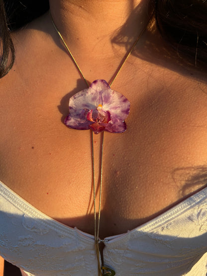 Phalaenopsis moteada