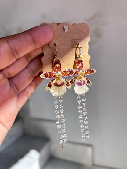 Mini oncidium