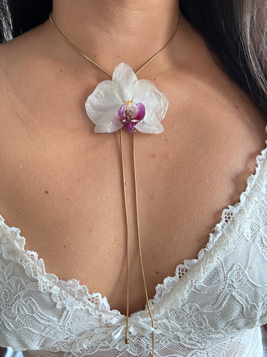 Phalaenopsis white