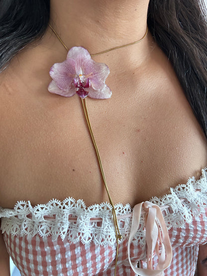 Phalaenopsis pink