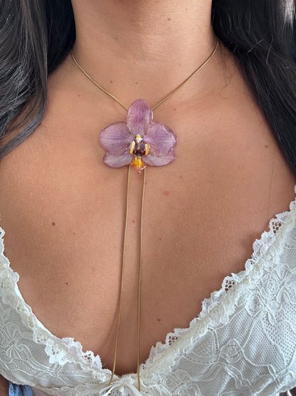 Phalaenopsis pink