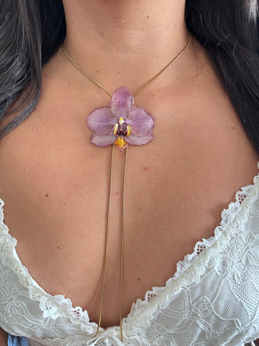 Phalaenopsis pink