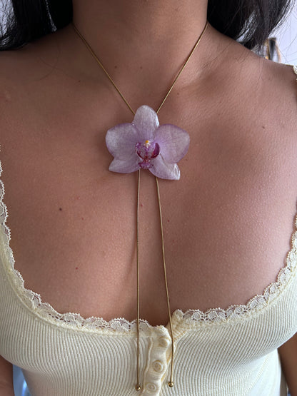 Phalaenopsis Kolibri