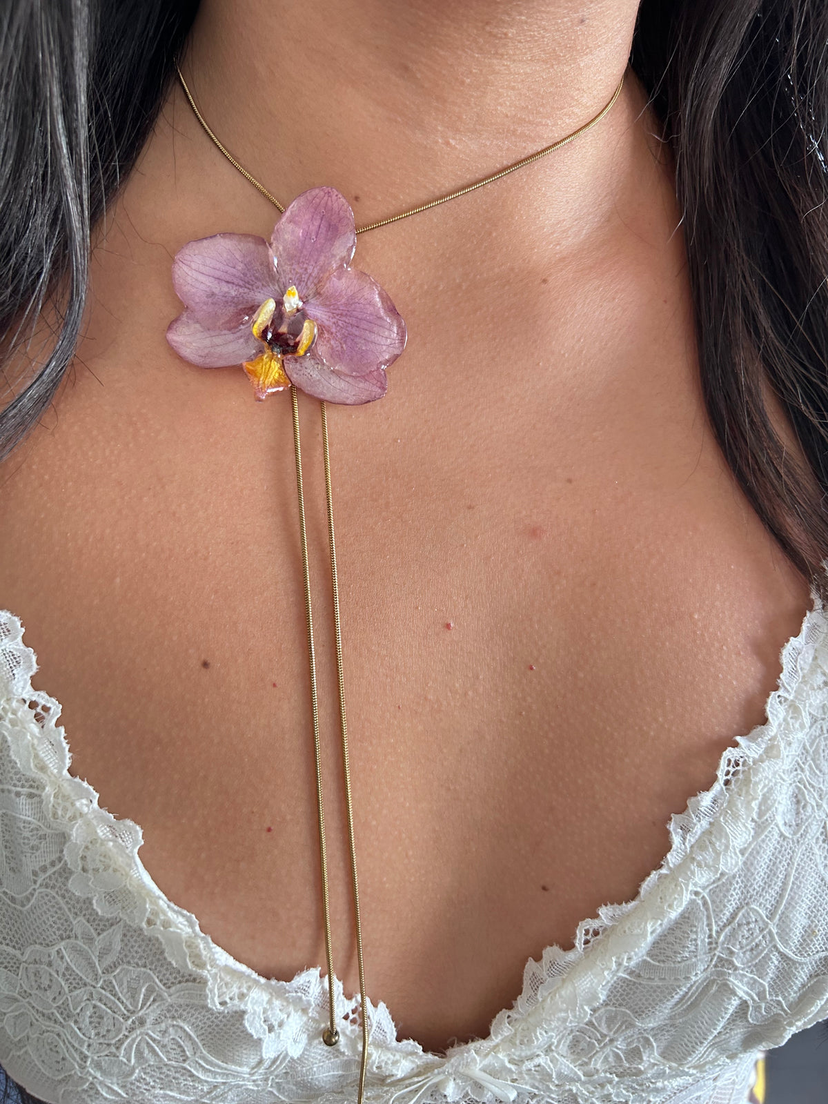 Phalaenopsis pink