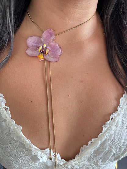 Phalaenopsis pink