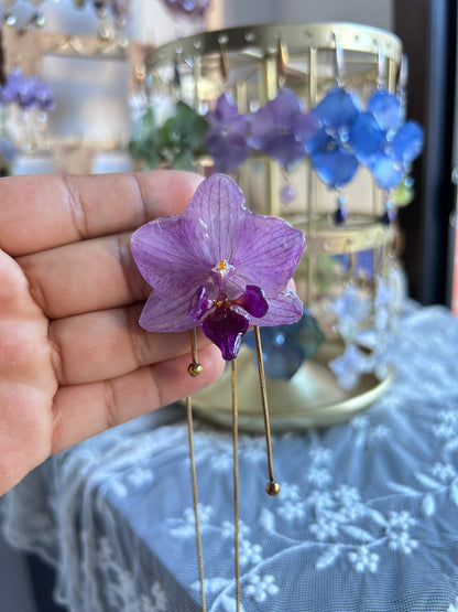 Phalaenopsis mini