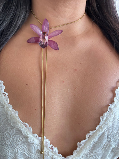 Cymbidium malva