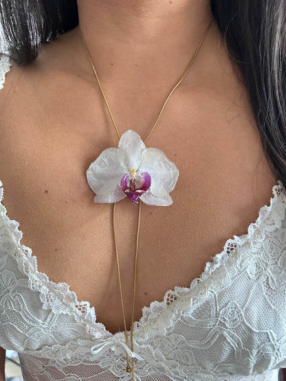 Phalaenopsis white