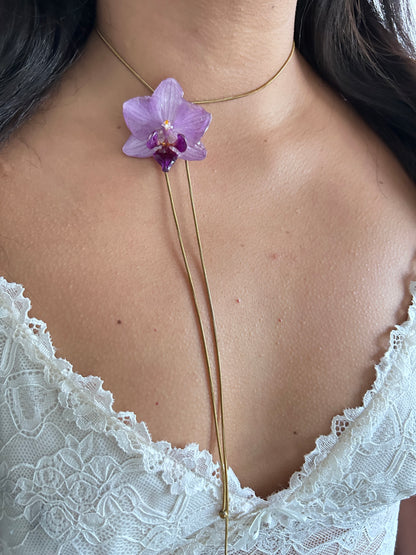 Phalaenopsis mini