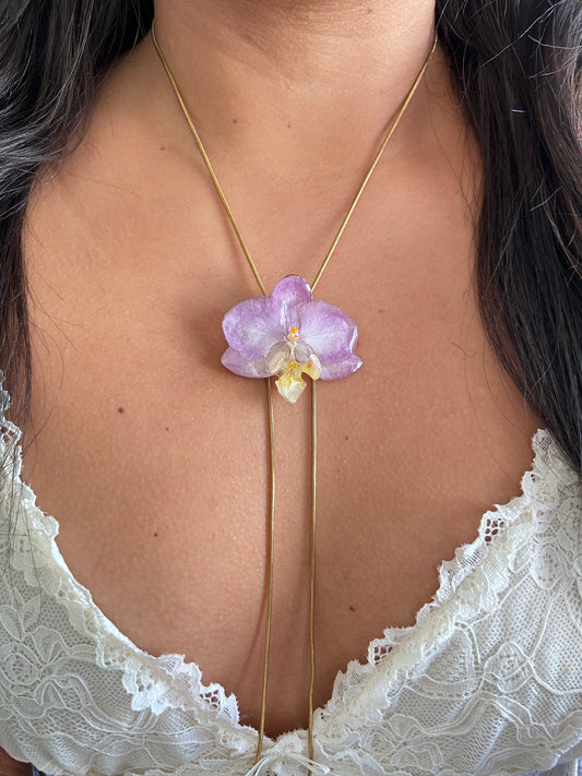Phalaenopsis mini lila