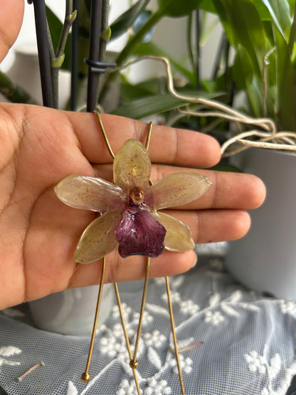 Orquídea cymbidium  Jaina